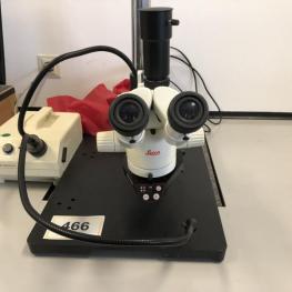 Stereomikroskop