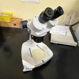 Stereo Microscope