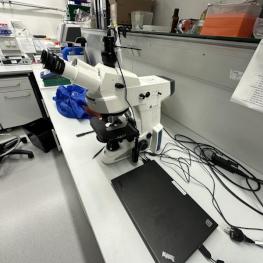 Stereo Microscope